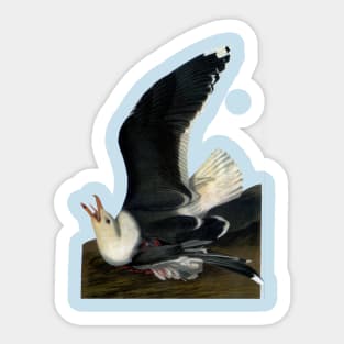 Audubon's Great black-backed Gull Sticker